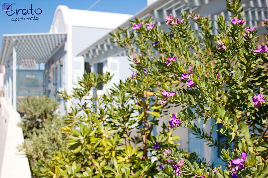Erato Apartments Fira  Extérieur photo